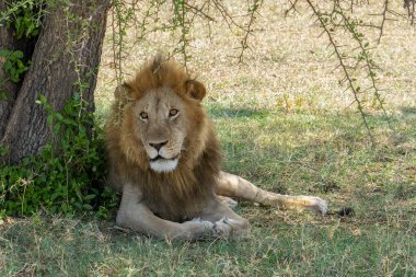 A lion resting in the shade of a tree in the african savanna in Tanzania.