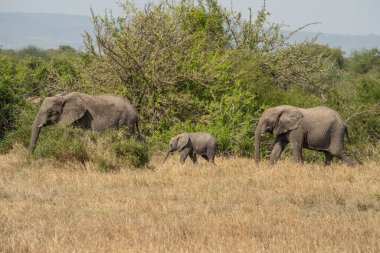 Two female and a baby elephants walking through the dry african savanna in Tanzania.
