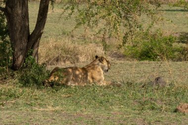 A lioness resting in the shade on a hot day in the african savanna in Tanzania.