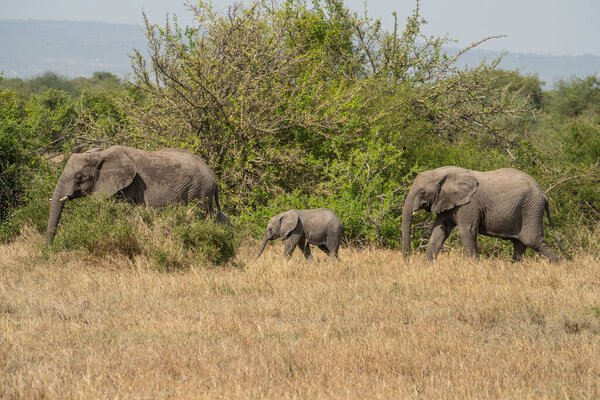 Two female and a baby elephants walking through the dry african savanna in Tanzania.