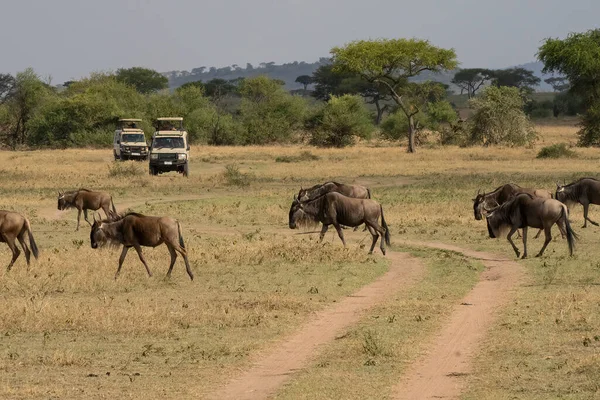 Wildebeest crossing a dirt road as safari vehicles await, in the african savannah in Tanzania.
