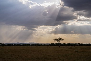A savanna landscape with sun rays in a cloudy sky at sunset time, in Tanzania
