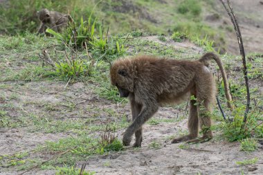 A male baboon foraging for food in the african savanna in Tanzania at dusk. A baby baboon doing the same in the background.