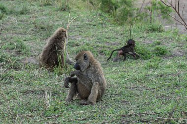 A group of baboons on a patch of grass at dusk, in the african savanna in Tanzania.