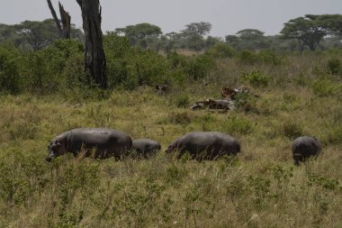 A group of hippopotami grazing at broad day light out of the water, which happens rarely.