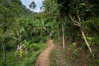 Kilimanjaro dağının yamaçlarında dar bir orman yolunda yürüyüş yapan turistler, Tanzanya.