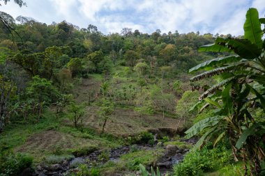 Ormandaki küçük tarım arazileri, Kilimanjaro dağının yamaçlarındaki bir derenin kıyısında, Tanzanya.