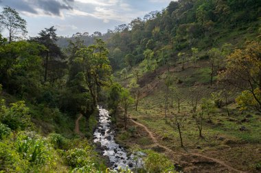 Ormandaki küçük tarım arazileri, Kilimanjaro dağının yamaçlarındaki bir derenin kıyısında, Tanzanya.