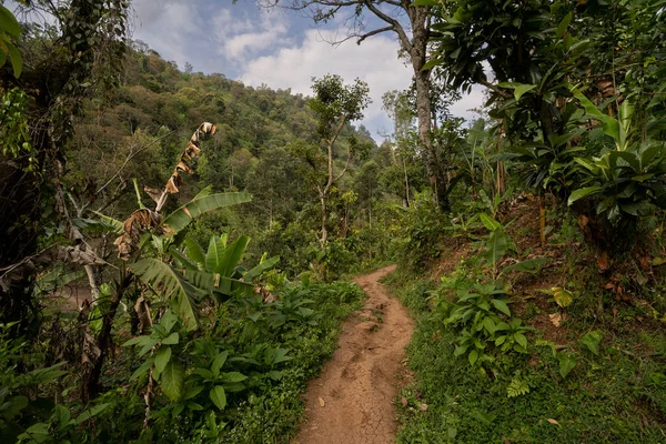 A narrow path in the jungle on the slopes of mount Kilimanjaro, Tanzania.