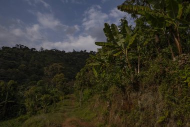 Kilimanjaro dağının yamaçlarında bir orman manzarası, Tanzanya, alacakaranlıkta.