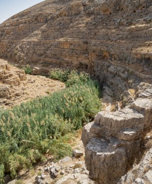 Sazlıklar, İsrail 'in kurak Judea çölündeki Prat dere kanyonunun dibinde yetişir..