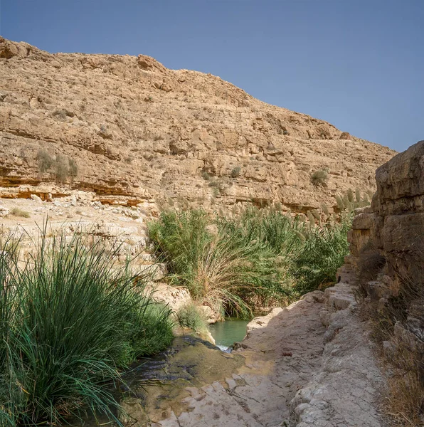 葦は乾燥したユダヤ砂漠 イスラエルのプラット小川渓谷の底の水によって成長します — ストック写真