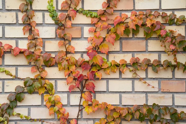 Shades of green and red in the leaves of an ivy, spreading over a brick wall.