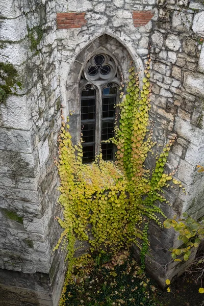 Stock image An ivy growing on an old stone building, with an arched window.