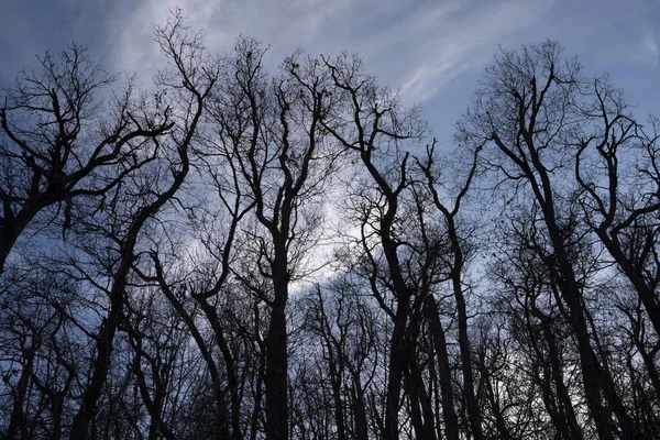 Silhuetas Árvores Uma Floresta Decídua Hora Outono Amanhecer — Fotografia de Stock