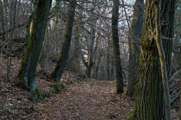 Lövskog Hösten Med Orangefärgade Lövverk Skogsbädden — Stockfoto