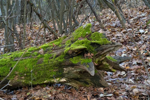 Падшее Дерево Покрытое Мхом Ложе Лиственного Леса Осенью — стоковое фото