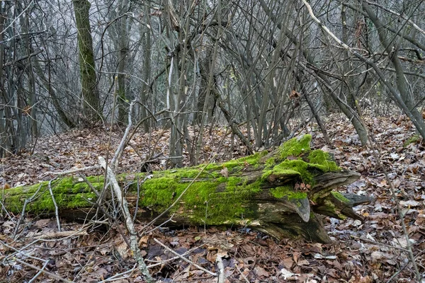Падшее Дерево Покрытое Мхом Ложе Лиственного Леса Осенью — стоковое фото