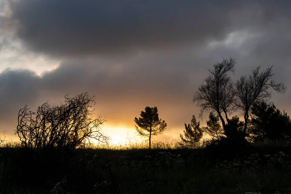 Stock image An agricultural terrace with tree silhouettes at sunset time in the Judea mountains near Jerusalem, Israel.