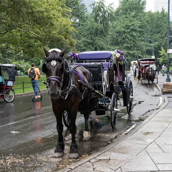 美国纽约 2023年7月20日 在纽约中央公园 一匹装饰好的马和它的马车在雨天等候乘客 — 图库照片