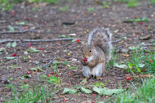 Ένας Σκίουρος Τρώει Κόκκινα Μούρα Στο Έδαφος Στο Κεντρικό Πάρκο — Φωτογραφία Αρχείου