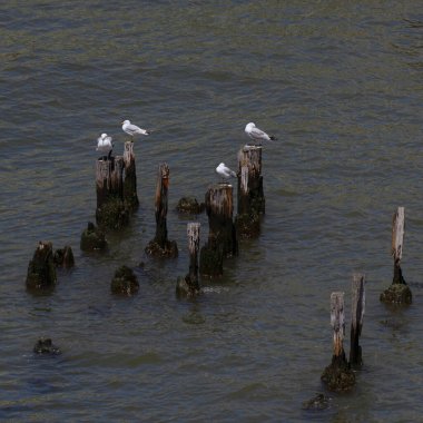 Bir grup martı çürüyen ahşap iskelelerde dinleniyor..
