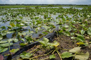 Florida, Amerika Birleşik Devletleri 'ndeki bataklıklarda bulunan bir su nilüferinde yaşayan bir timsah..