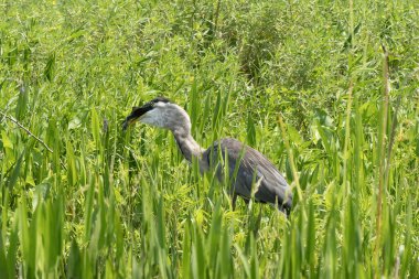 Florida Everglades 'in yemyeşil bitkileri arasında balık yutan mavi bir balıkçıl..