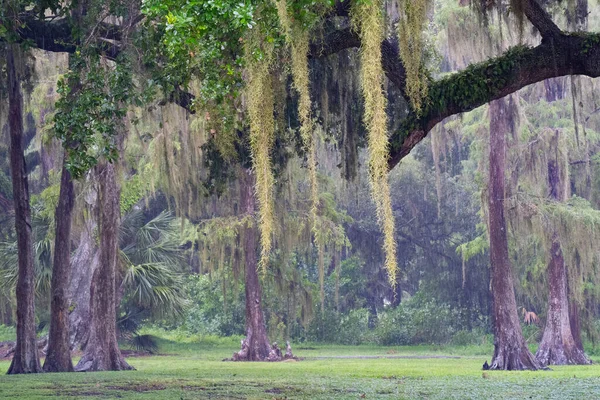 Флорида Сполучені Штати Америки Пейзаж Великих Старих Дерев Іспанським Мохом — стокове фото