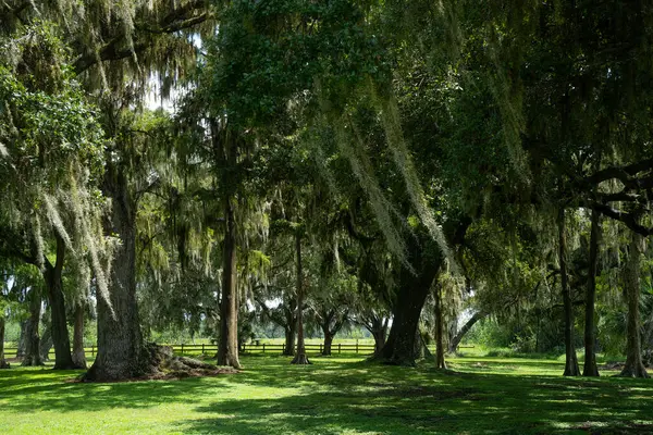 Uma Paisagem Flórida Estados Unidos Campo Com Árvores Grandes Com — Fotografia de Stock
