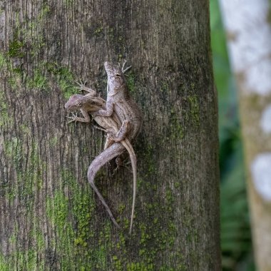 Birkaç Florida kertenkelesi ağaç gövdesinde çiftleşiyorlar..