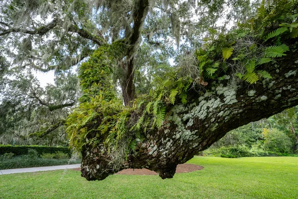 Eğreltiotları ve İspanyol yosunları Birleşik Devletler 'in güneyindeki büyük bir meşe ağacının kabuğunda yetişiyor..