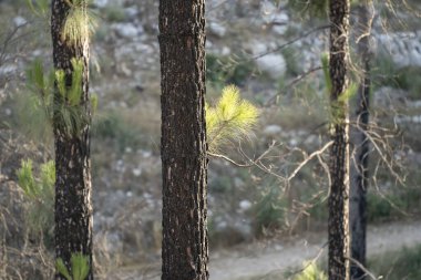 Güneşli bir günde İsrail 'in Judea dağlarındaki yanmış bir çam ormanında ağaçların yenilenmesi..