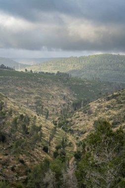 İsrail, Kudüs yakınlarındaki Judea dağlarında bir orman yolu olan bir manzara..