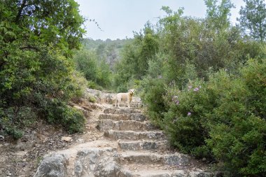 İsrail 'in Judea dağlarındaki Akdeniz ormanlarında kayalara oyulmuş merdivenleri olan bir köpek..