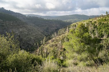 Kudüs, İsrail yakınlarındaki Judea dağlarının ormanlık arazisi sisli bir kış sabahı.