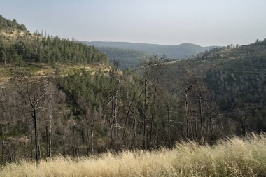 İsrail, Kudüs yakınlarındaki Judea dağlarında bir orman manzarası. Bir yaz sabahı..