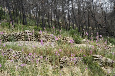 İsrail 'in Kudüs yakınlarındaki Judea dağlarındaki yanmış bir ormanda çiçek ve bitki örtüsü olan antik tarım terasları..