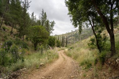 Kudüs yakınlarındaki Judea dağlarında bir orman yolu. İsrail, bulutlu bir günde.