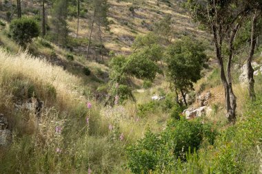 Yazın başında İsrail 'in Kudüs yakınlarındaki Judea dağlarında kurak mevsimlik bir dere..