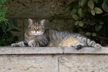 Kudüs 'te taş bir duvarda duran büyük bir erkek sokak kedisinin portresi..
