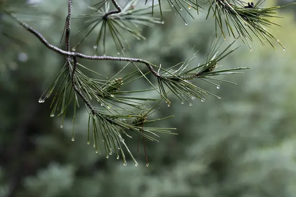 Rain drops on pine needles on a winter day in the Judea mountains, Israel.