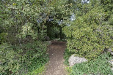 İsrail, Kudüs yakınlarındaki Judea dağlarındaki Akdeniz ormanlarından geçen bir patika..