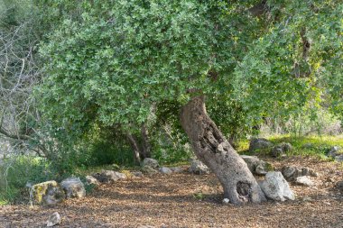 İsrail 'in Kudüs yakınlarındaki Judea dağlarındaki Akdeniz ormanında büyük bir meşe ağacı..