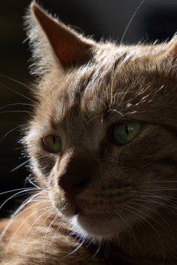 Güneş ışığındaki yeşil gözlü kızıl tekir kedinin portresi.