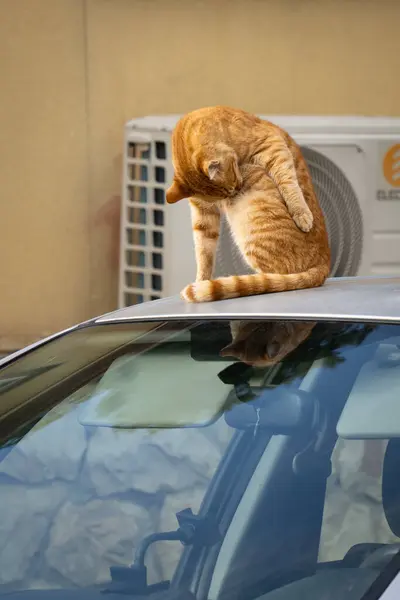 A ginger tabby cat cleaning its fur on the roof of a gray car.