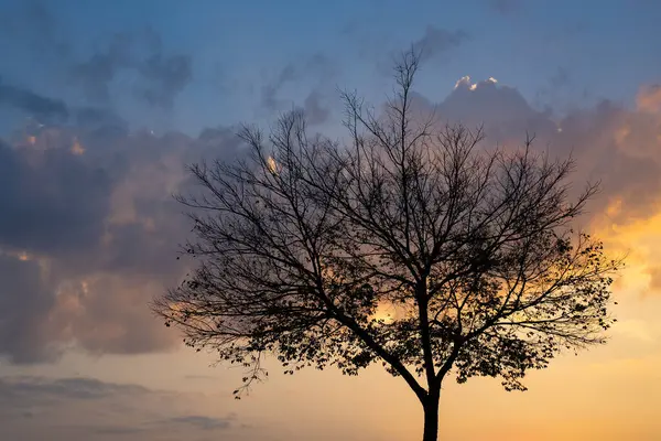 The silhouette of a tree against a cloudy sunset sky, turning from blue to golden color.