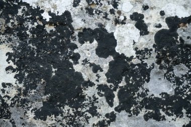 White and black lichens on rock, forming various abstract forms. clipart