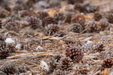 Çam ormanının yatağı, çam kozalakları ve kırık dallarla kaplı..