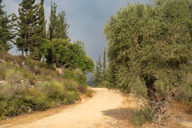 İsrail, Kudüs yakınlarındaki Judea dağlarında meşe, selvi ve zeytin ağaçlarıyla Akdeniz ormanlarında bir yol..